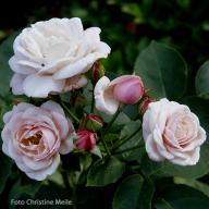 Rose Mlle Blanche Lafitte Foto Meile