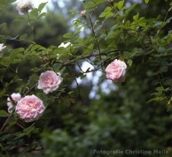 Rose Chloris Foto Meile