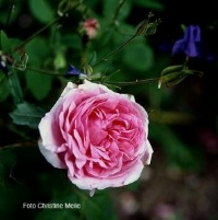 Rose Comte de Chambord Foto Christine Meile
