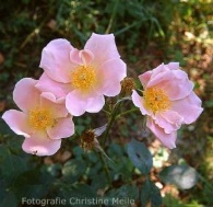 Rose Cupid Foto Christine Meile