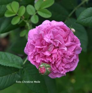 Rose Daphne Foto Christine Meile