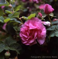 Rose Empress Josephine Foto Christine Meile