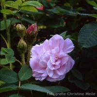 Rose General Kleber Foto Christine Meile