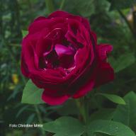 Rose Gloire de Ducher Foto Meile