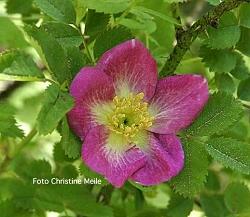 Rose Glory of Edzell Foto Christine Meile