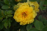 Rose Gold Symphonie Foto Wikipedia
