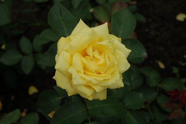 Rose Goldener Sommer Foto Wikipedia