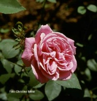 Rose Hermosa Foto Christine Meile