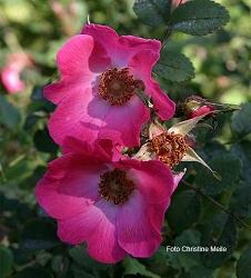 Rose Highdownensis Foto Christine Meile
