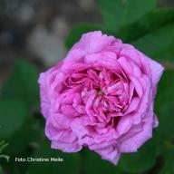 Rose Nestor Foto Meile