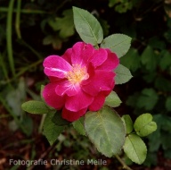 Rose Nur Mahal Foto Christine Meile