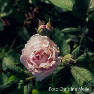 Rose Ovid Foto Christine Meile