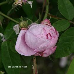 Rose Perle von Weissenstein Foto Christine Meile