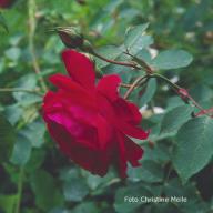Rose Philomene Foto Meile