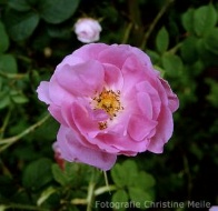Rose Quatre Saison Foto Christine Meile