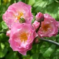 Rose Kirschrose Foto Lacon