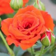 Rose Orange Babyflor Foto Agel