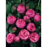 Rose Pink Piano Foto Agel