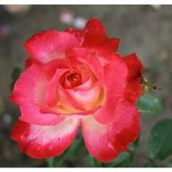 Rose Profil Foto Agel