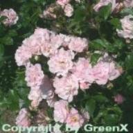 Rose Rosenholm Foto GreenX