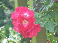 Rose Bad Neuenahr Foto Wikipedia