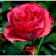 Rose Belle de Dom Foto Kalbus