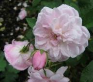 Rose Belle Vichysoise Foto Hilscher