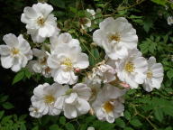 Rose Bennet`s Seedling Foto Wikipedia