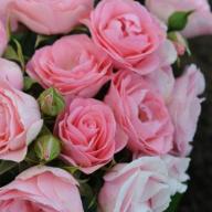 Rose Bouquet de Mariee Foto Kalbus