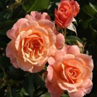 Rose Bordure Abricot Foto Kalbus