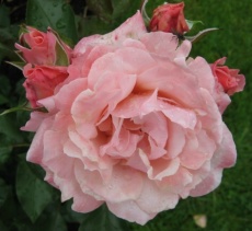 Rose Botticelli für Rosen in der Kunst, Musik