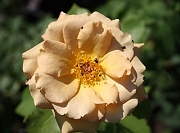 Rose Butterscotch Foto Groenloof