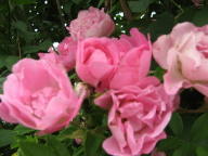 Rose Capriolata Foto Brandt