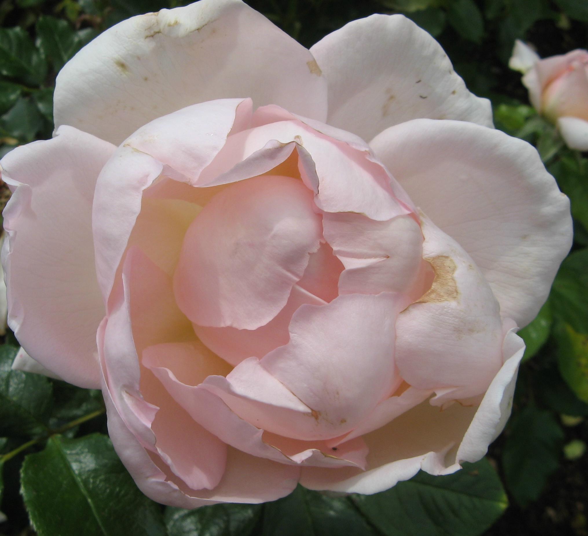 Rose Chandos Beauty Foto Brandt