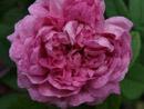 Rose Cordelia (LeGrice) Foto Rusch