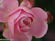 Rose Crescendo Foto Rusch