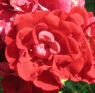 Rose Crimson Glory Foto Mail-Brandt