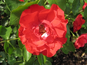 Rose Crimson Meidiland Foto Brandt