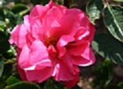 Rose de Montarville Foto Groenloof