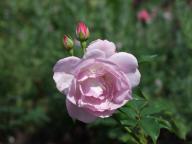 Rose Declic Foto Myroses