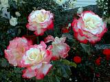 Rose Double Delight Foto Brandt