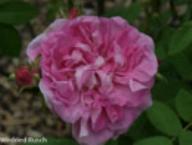 Rose Duchesse de Verneuil Foto Rusch