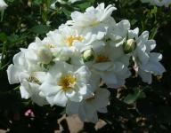 Rose Elegant Pearl Foto Myroses