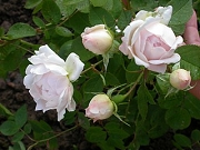 Rose Eurydice Foto Groenloof