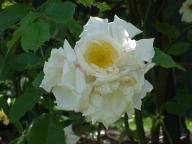 Rose Euterpe Foto Wikipedia