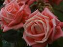 Rose Folklore Foto Rusch