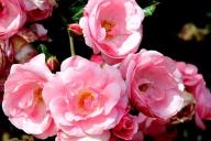 Rose Fresh Pink Foto Roesch