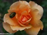 Rose Garden Glory Foto Rusch