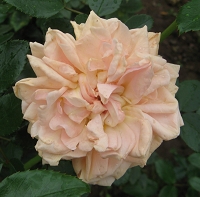 Rose Garden of Roses Foto Brandt