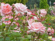 Rose Gloriette Foto Wikipedia